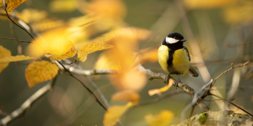 Mésange charbonnière posée sur une branche